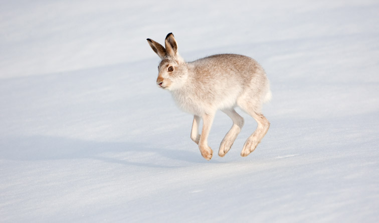 Mountain hare (Lepus timidus) running across snow, Cairngorms National Park, Scotland,  January 2010